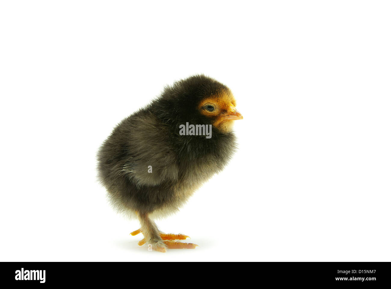 Cute little baby chicken isolated on white background Stock Photo - Alamy