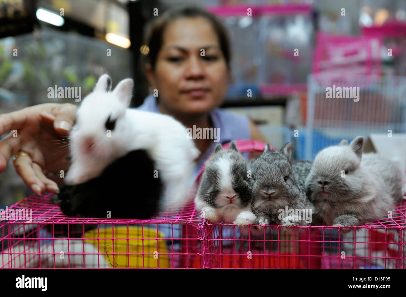 Pet shop hot sale rabbit price