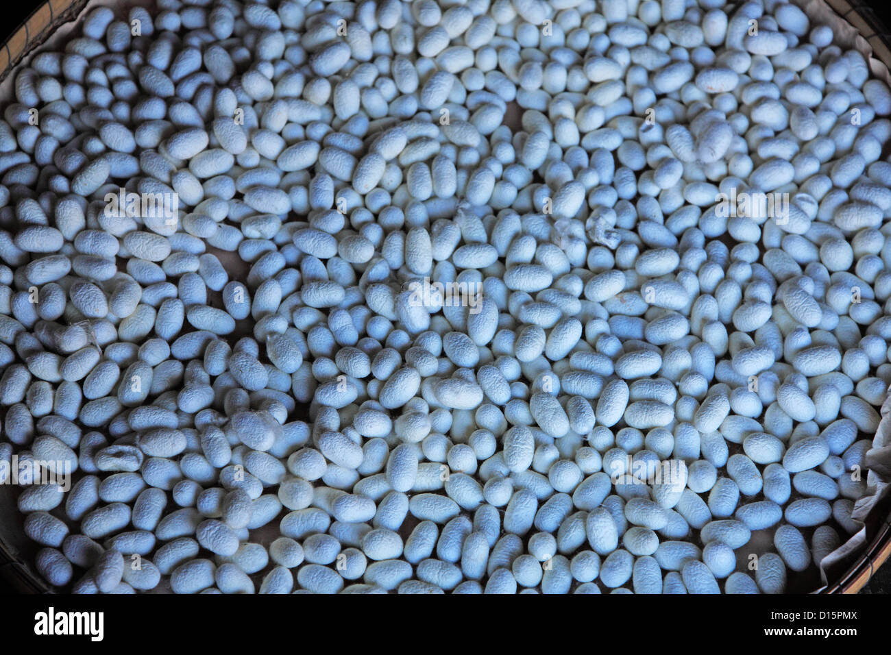 Silk cocoon, Japan. Fukushima Prefecture. Fukushima Folk's Museum Stock Photo