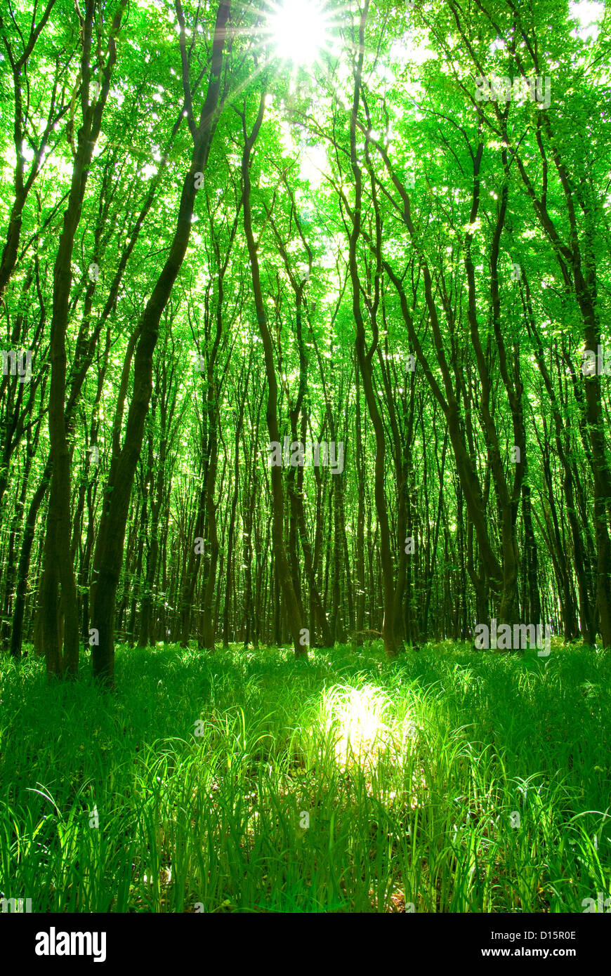 Early morning sun in the green forest Stock Photo - Alamy