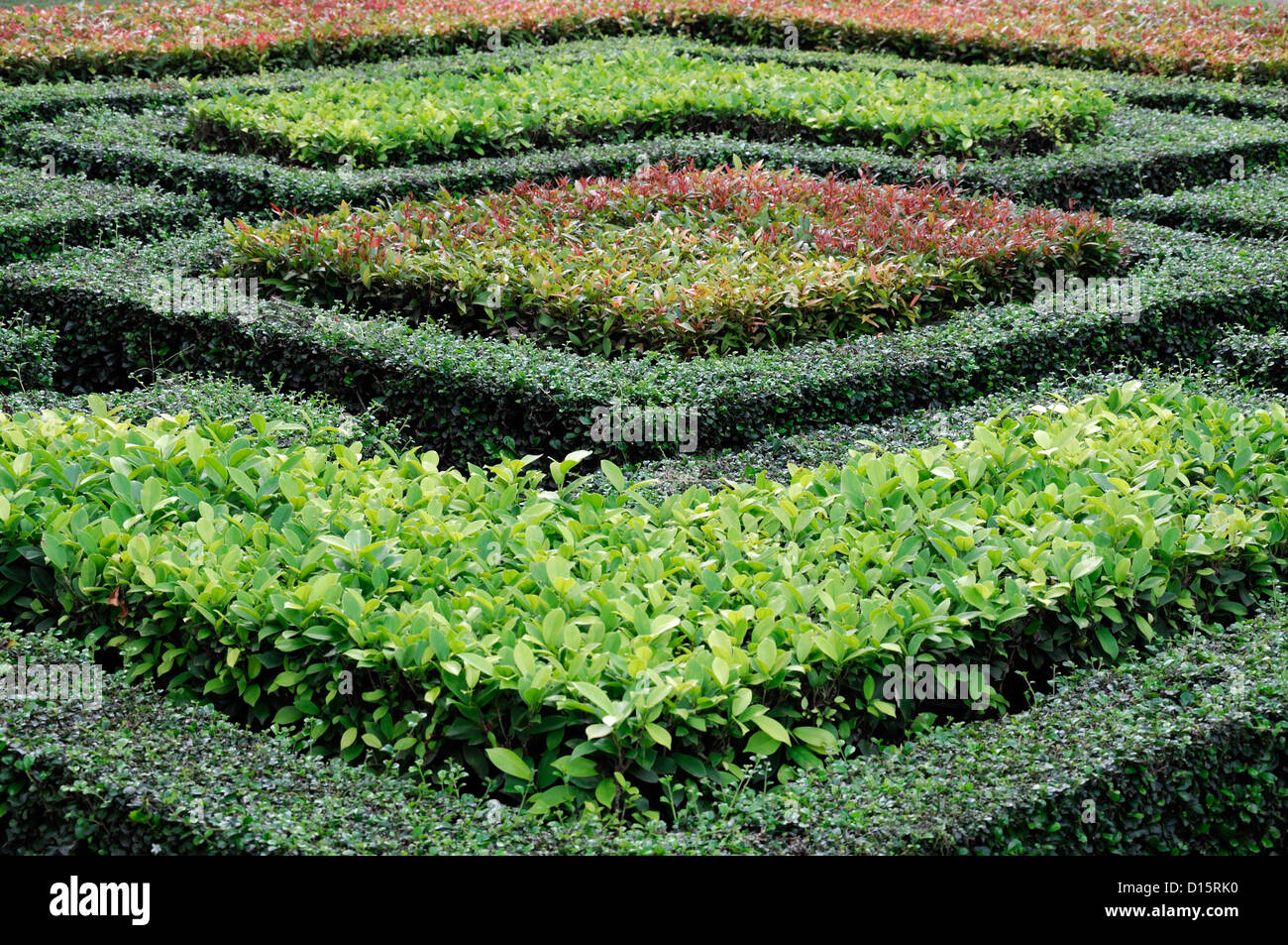 clipped clip trim trimmed cut box hedge hedging pieris green red garden design geometric shape