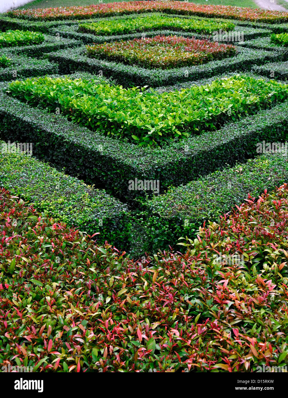 clipped clip trim trimmed cut box hedge hedging pieris green red garden design geometric shape