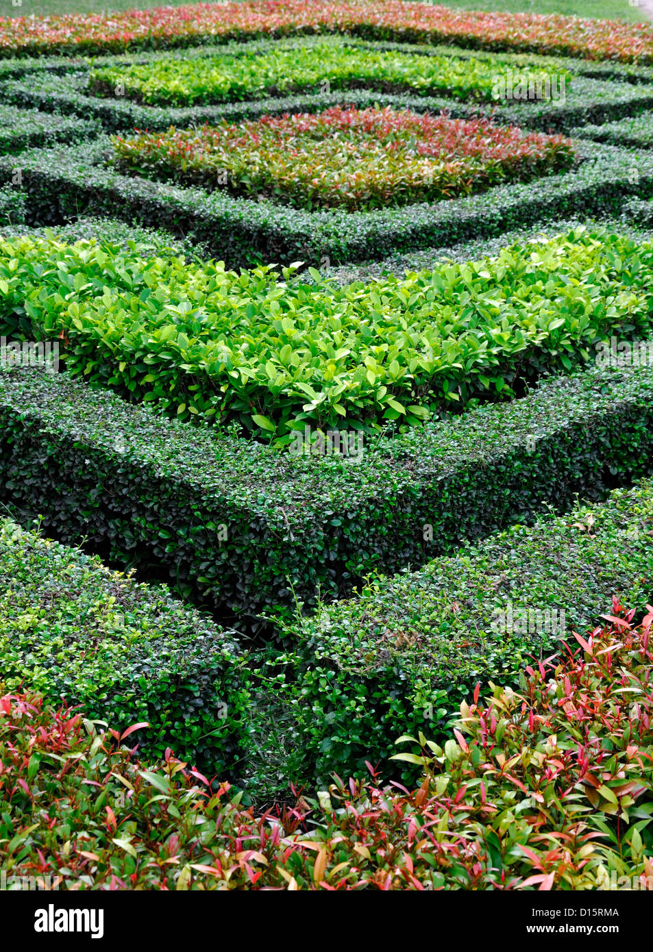 clipped clip trim trimmed cut box hedge hedging pieris green red garden design geometric shape