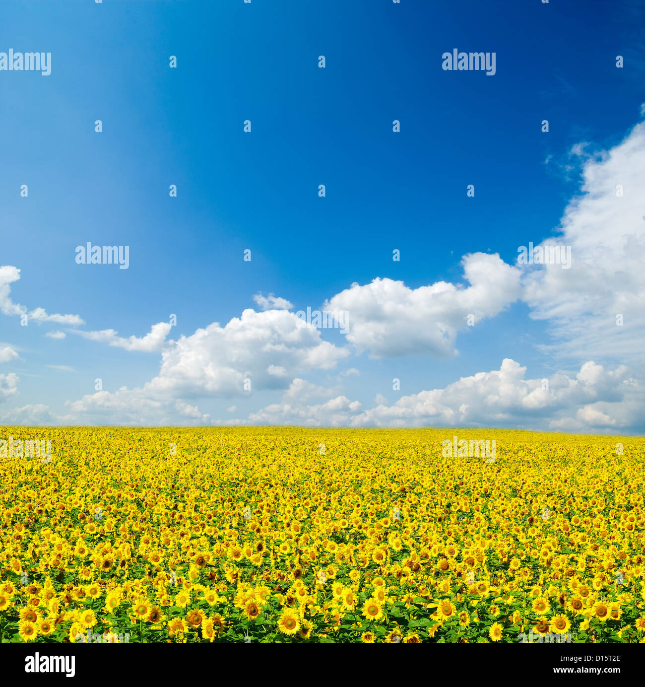 sunflower field over cloudy blue sky Stock Photo - Alamy