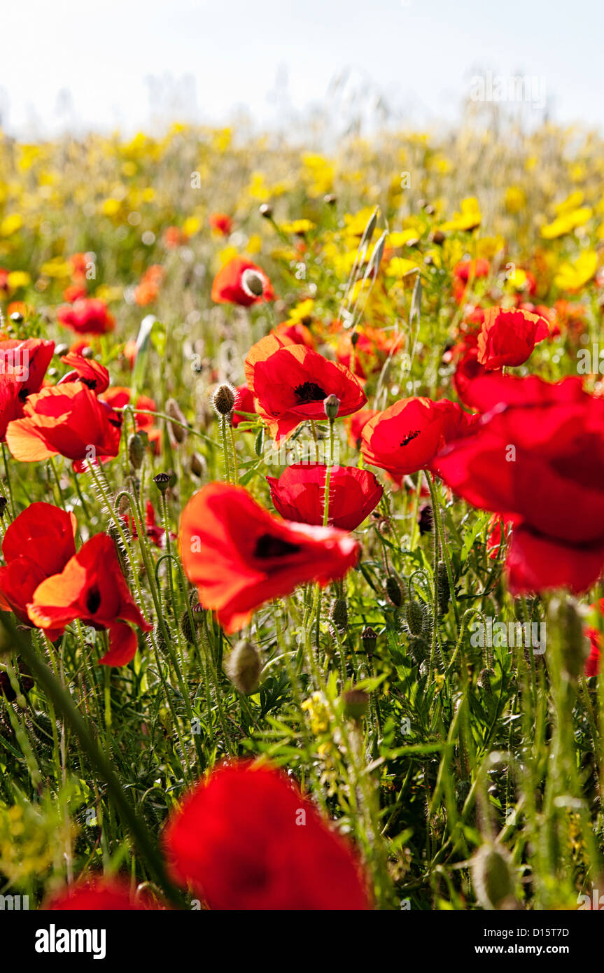 Poppies on summer meadow hi-res stock photography and images - Alamy