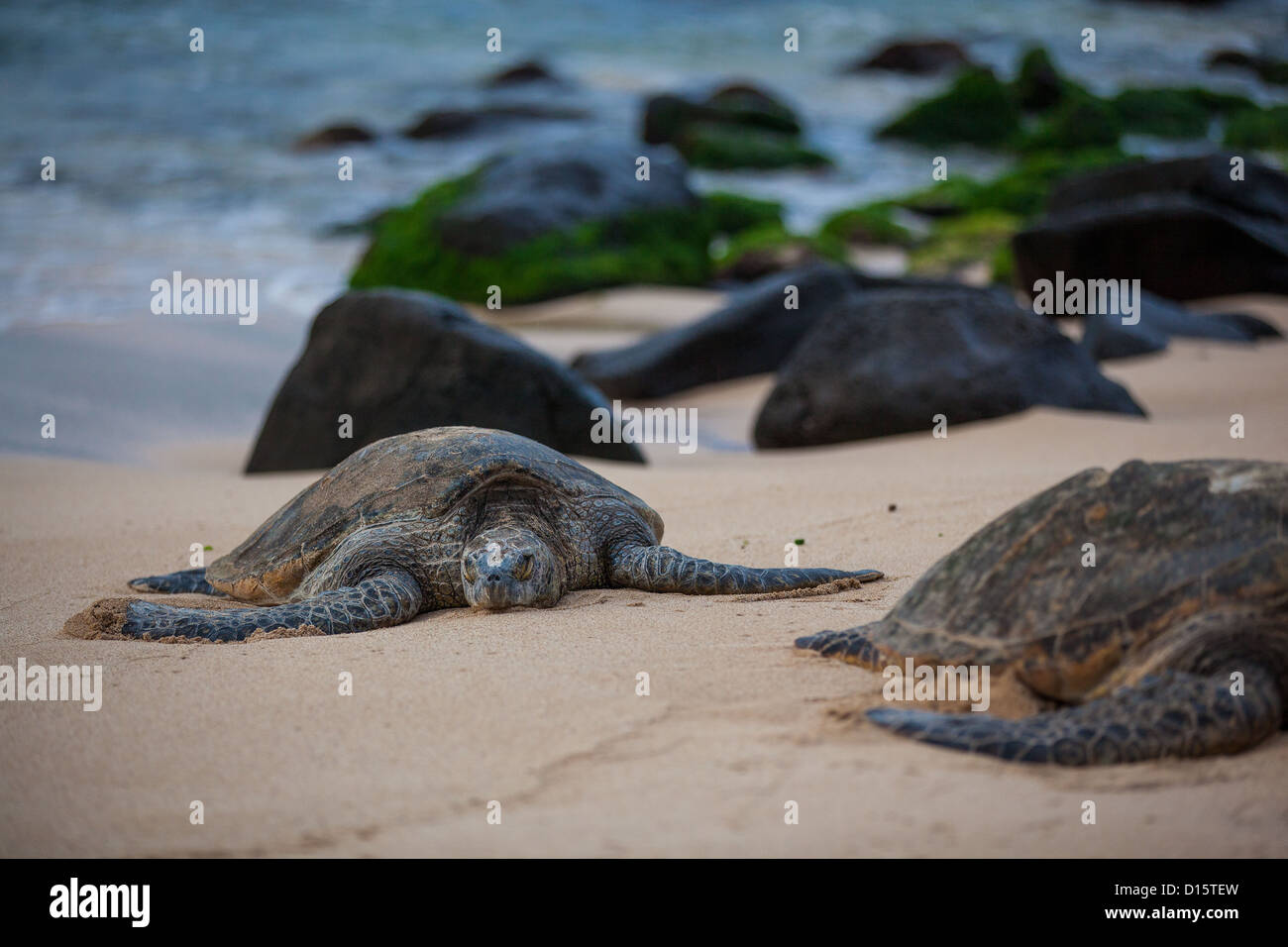 Sea turtle, Hawaii, Oahu, Honolulu, North Shore, Laniakea Beach, Ocean, Pacific Ocean Stock Photo