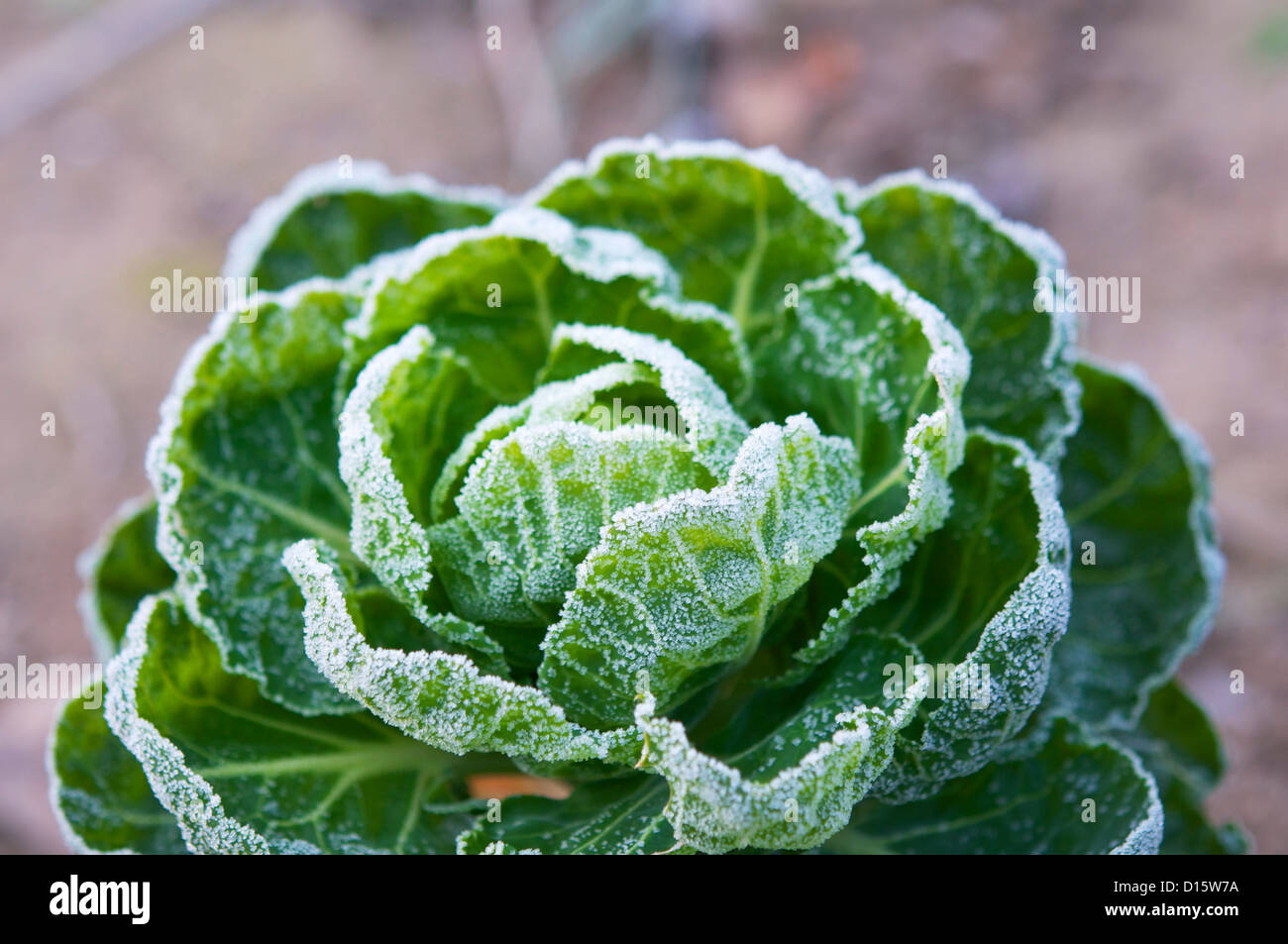 Brussels sprout plant covered in frost in December. Stock Photo