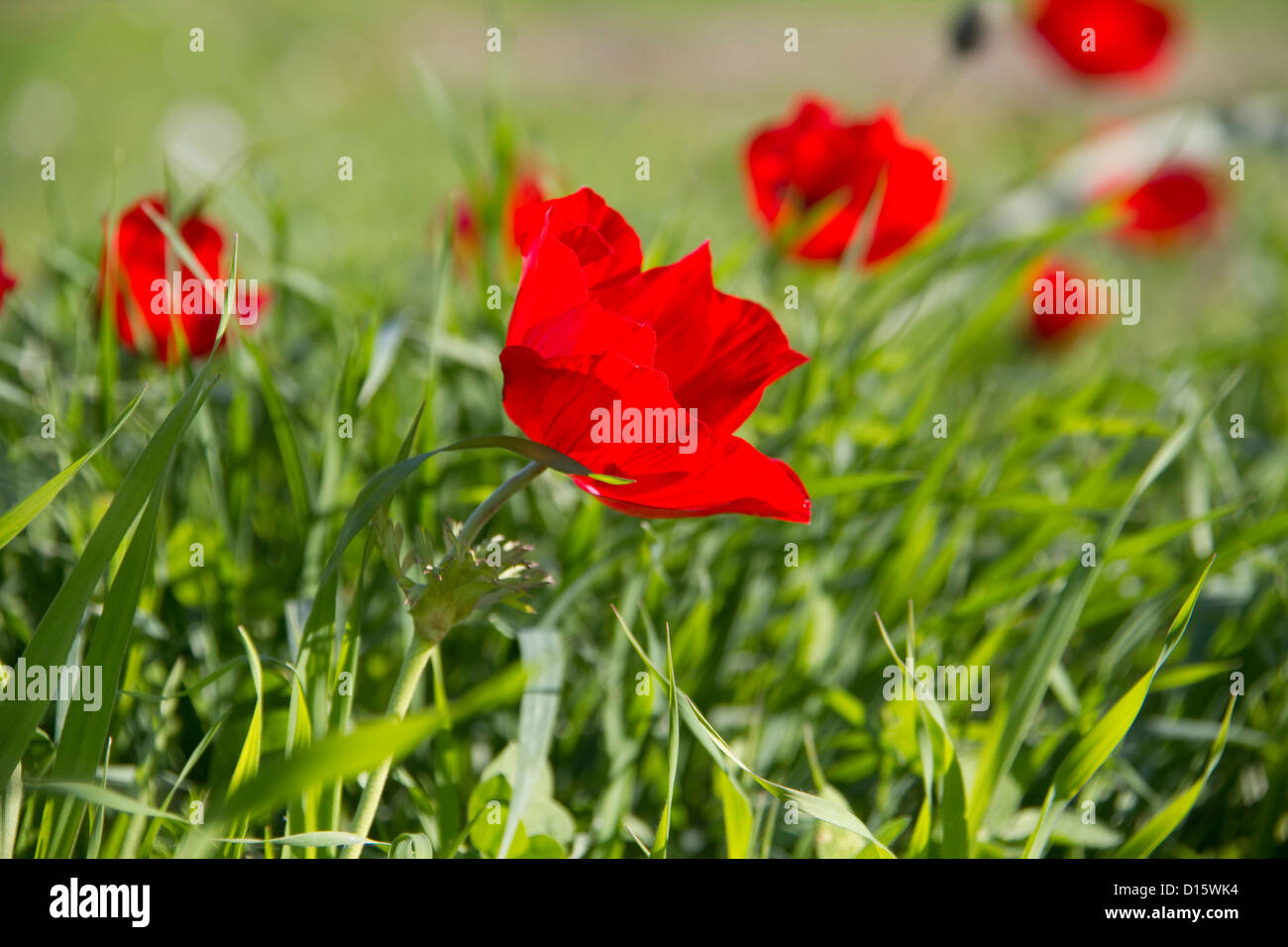 Uncultivated Red Poppies in the spring field Stock Photo