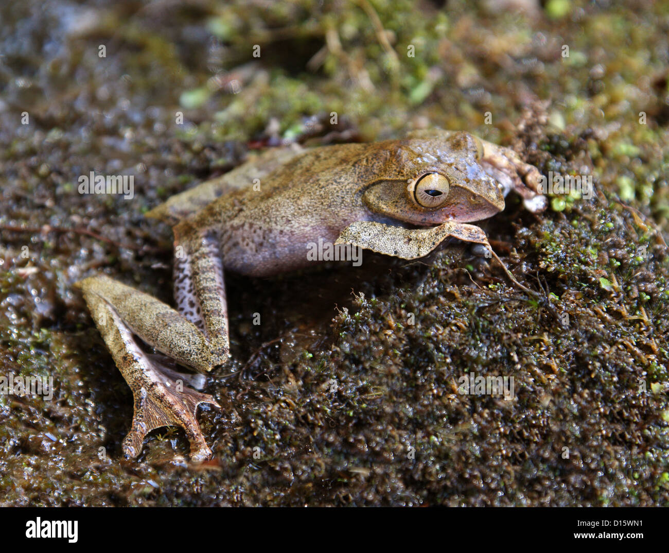 Bright-eyed Madagascan Tree Frog, Boophis madagascariensis, Boophinae, Mantellidae, Anura, Amphibia. Madagascar, Africa. Stock Photo