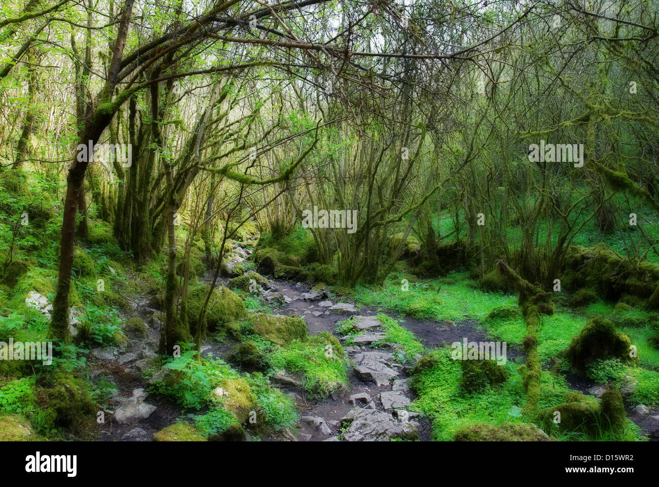 Forest path, Peak District, Derbyshire Stock Photo