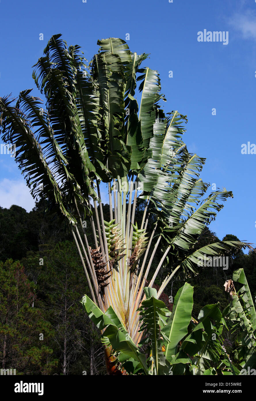 Pictures of the four varieties of Ravenala found in Ambalabe.