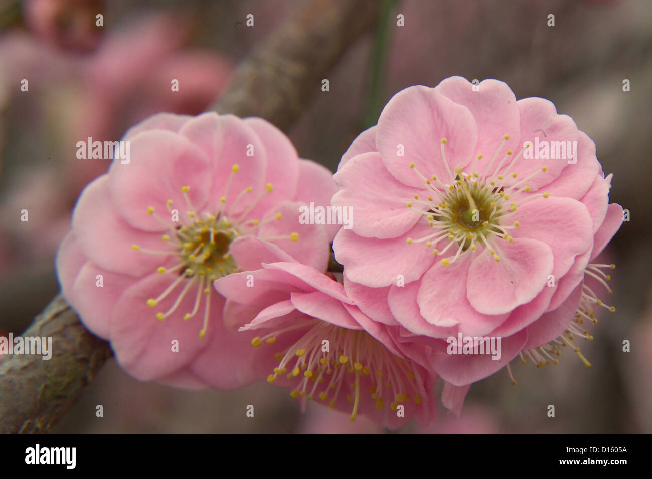 Plum blossom Prunus mume Stock Photo - Alamy