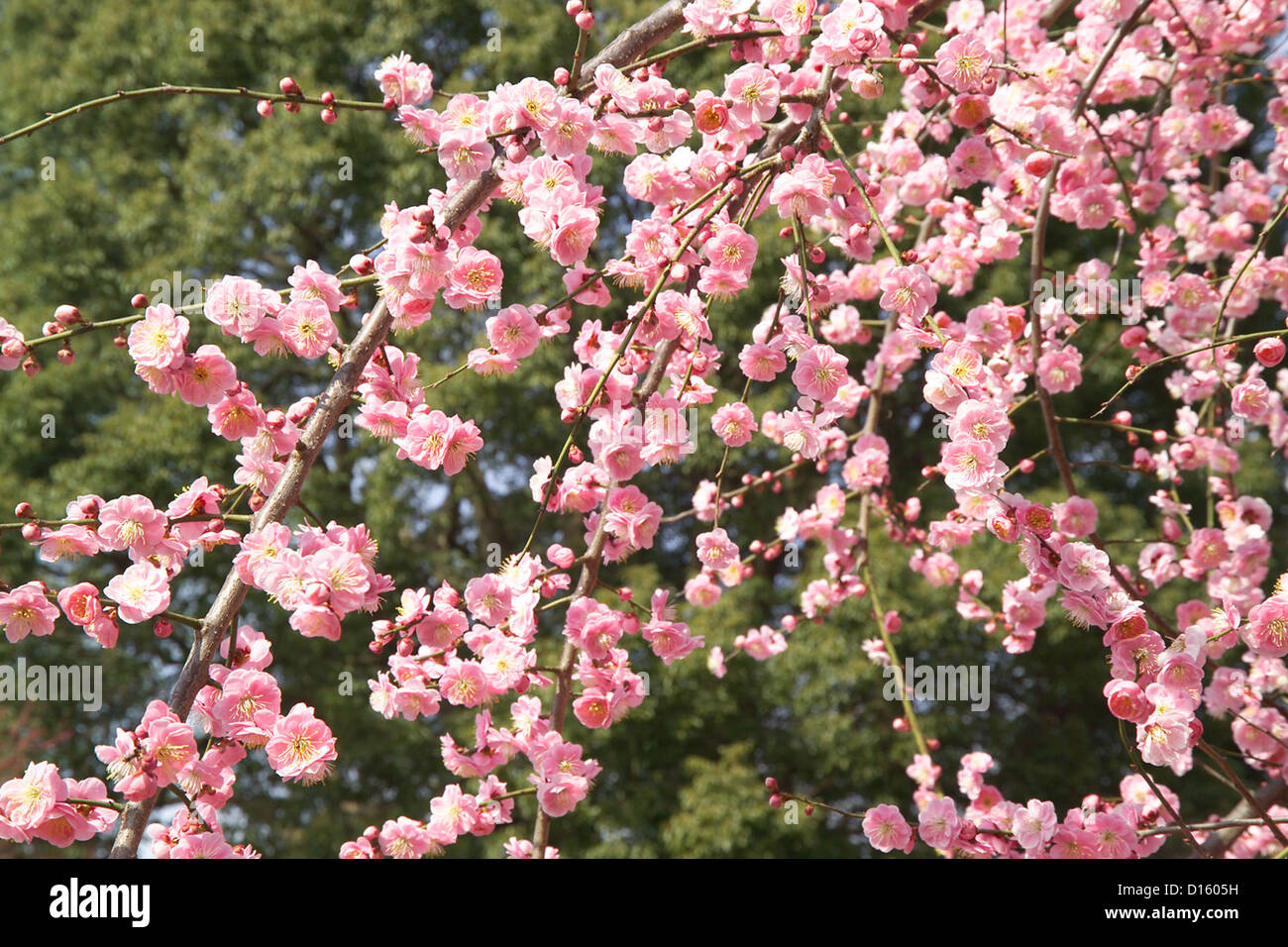 Plum blossom Prunus mume Stock Photo - Alamy