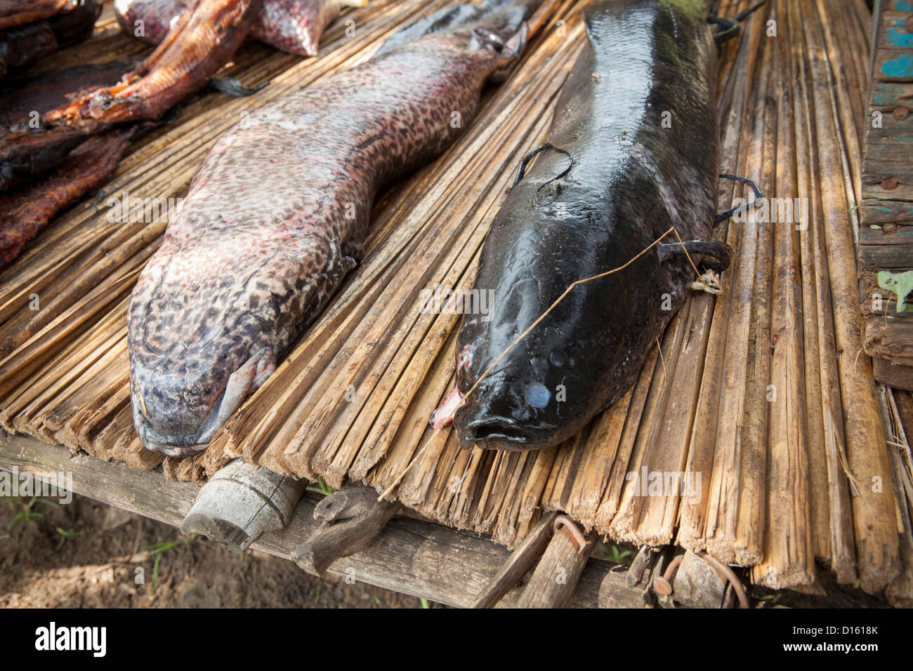 Mudfish (freshwater eel) are sold at Katakwi market, Uganda, East Africa. Stock Photo