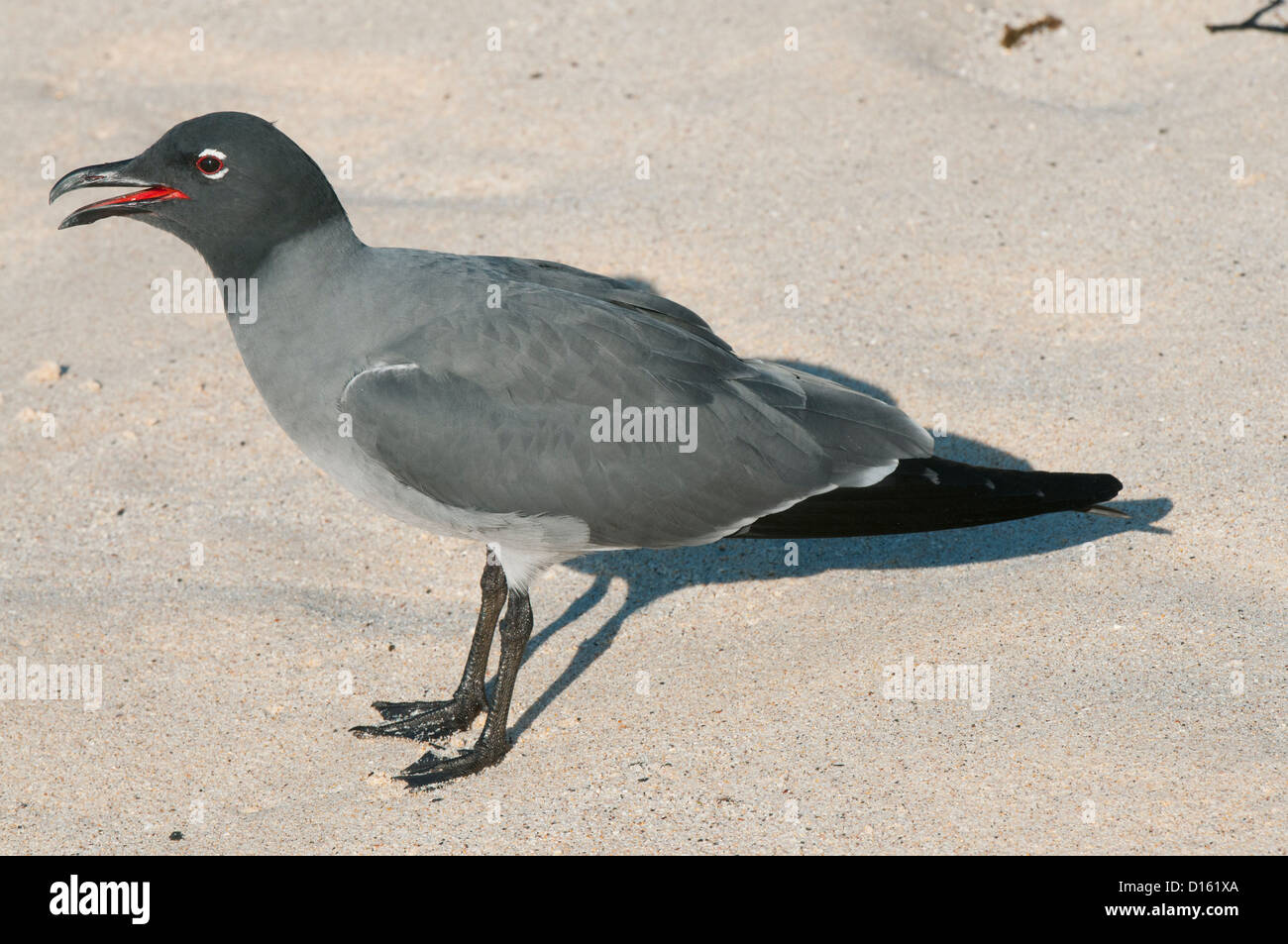 Lava Gull (Leucophaeus fuliginosus) Endangered, Galapagos Islands, Ecuador Stock Photo