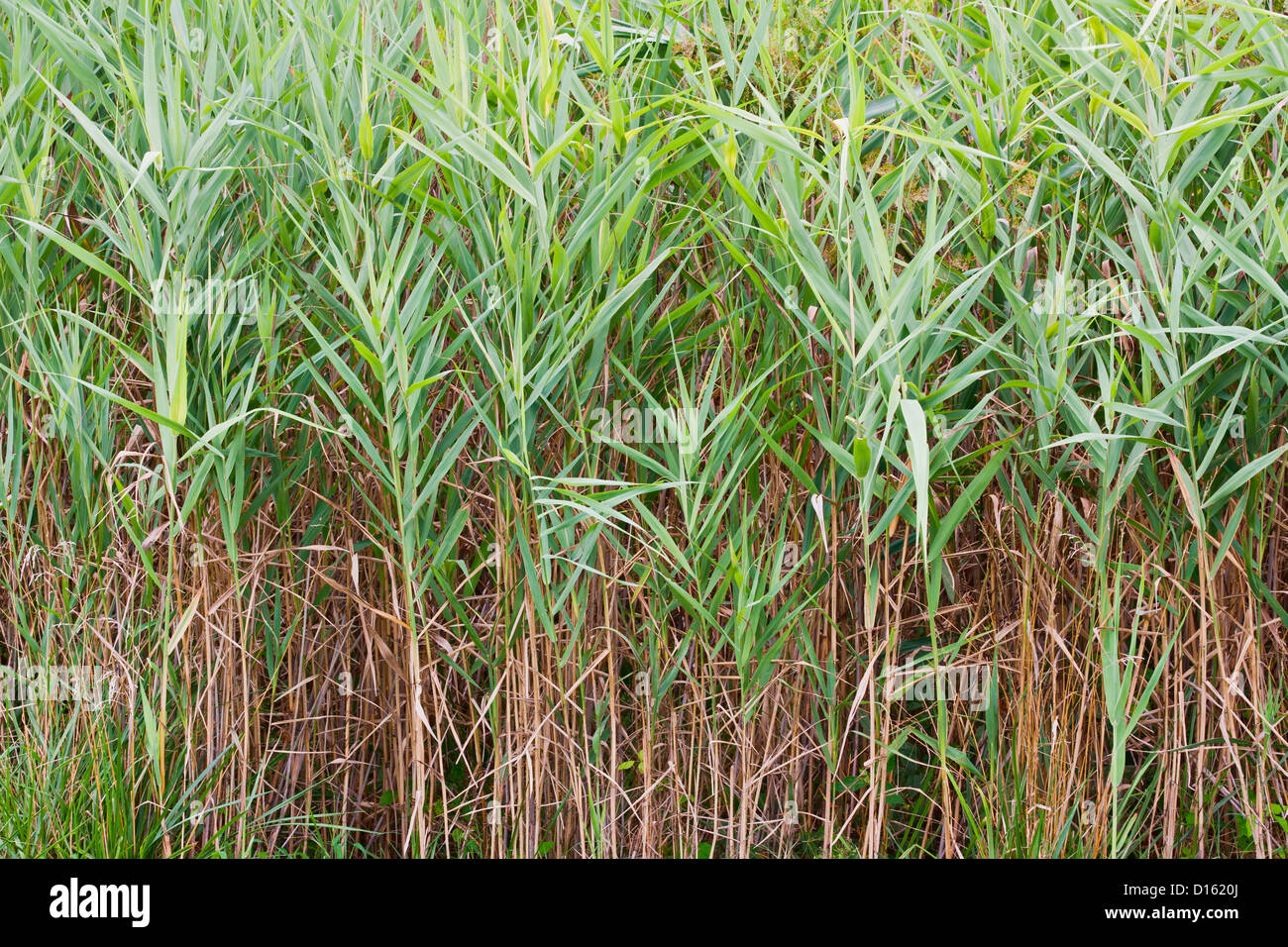 Saltmarsh Cordgrass which is also known as Smooth Cordgrass (Spartina alterniflora) Stock Photo