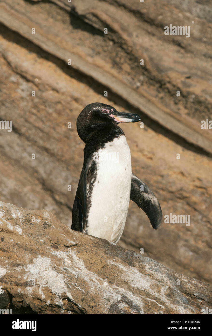 Ecuador galapagos penguin hi-res stock photography and images - Alamy