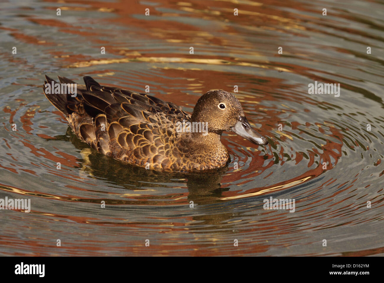 New zealand teal duck hires stock photography and images Alamy