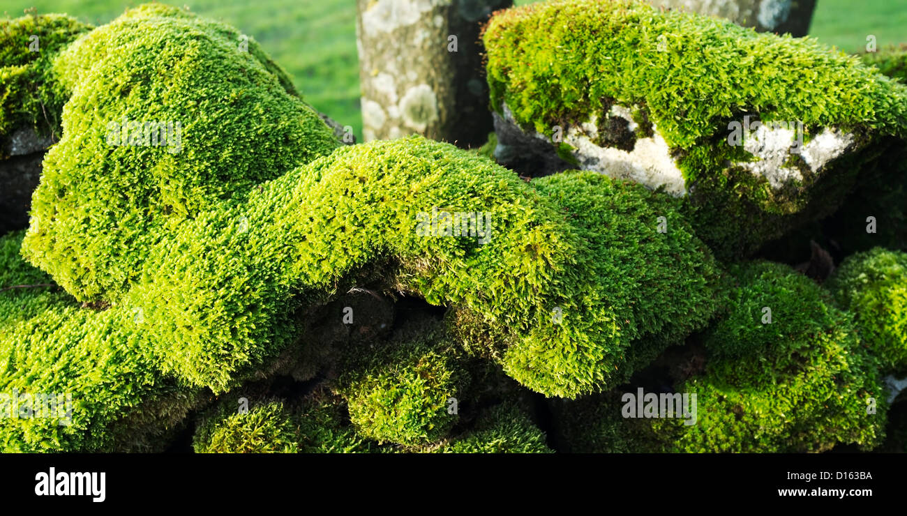 Animal-like moss formation on a drystone wall in Wharfedale, Yorkshire, England Stock Photo