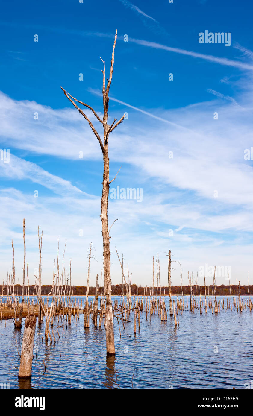 A series of dead trees standing up out of the water in a reservoir Stock Photo