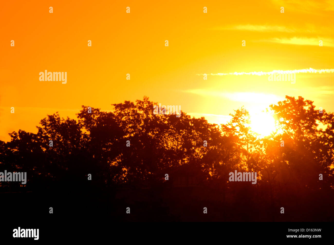 Golden Sunrise over trees Stock Photo