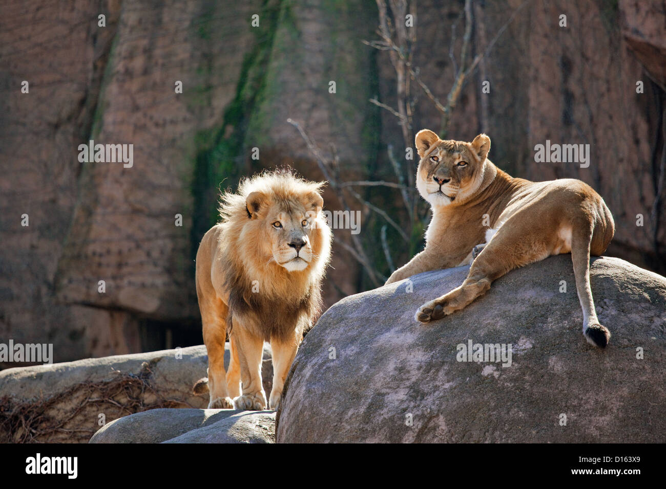 Lions in Captivity, Chicago Zoo Stock Photo