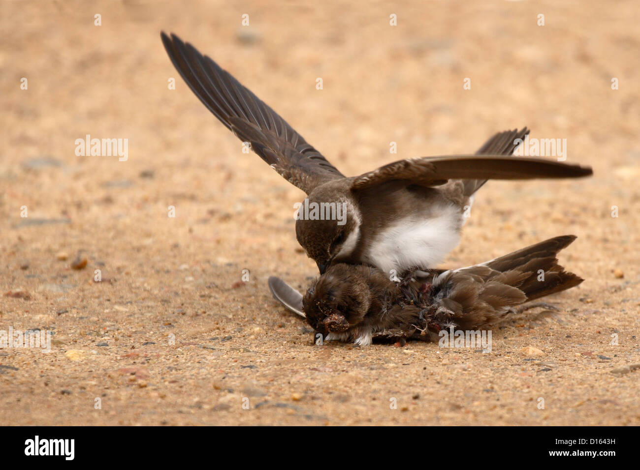 A Bank Swallow trying to revive its dead mate. Stock Photo