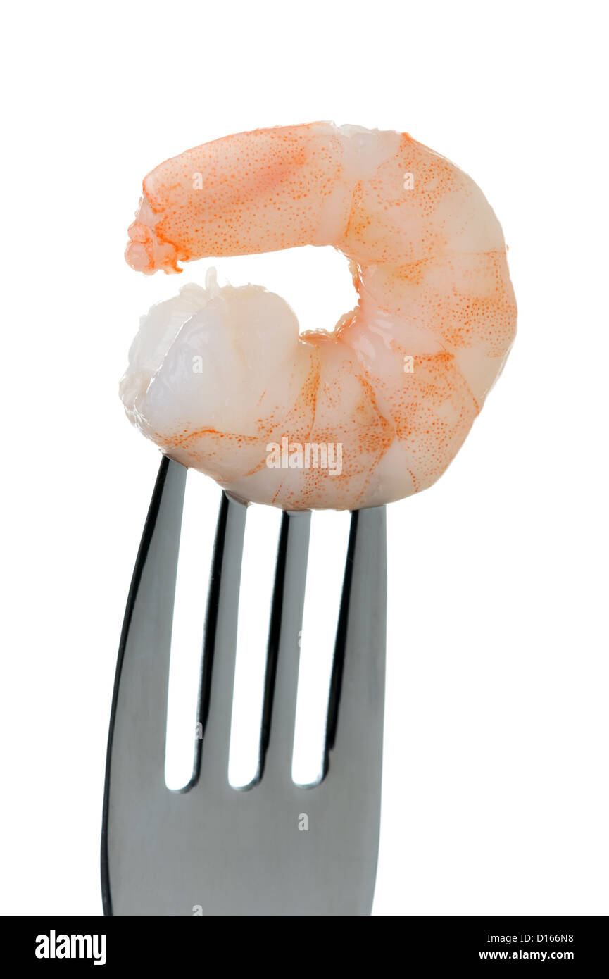 one fresh king prawn on a fork isolated against a white background in macro close up Stock Photo