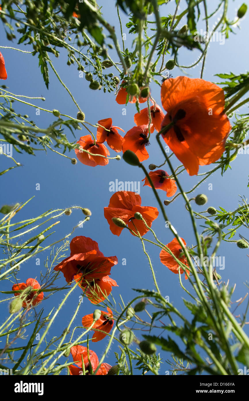 Red poppies on the blue sky background Stock Photo - Alamy