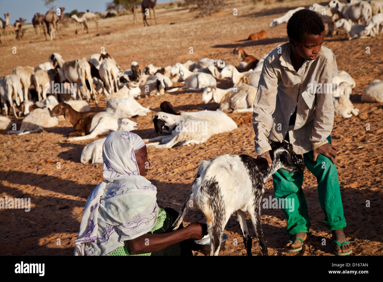 Tuareg woman milks a goat Stock Photo
