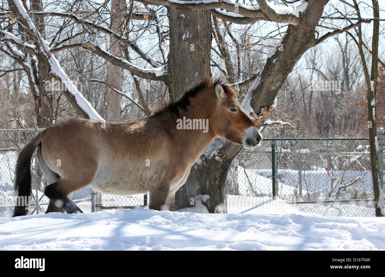 Przewalski's Mongolian Wild Horse (Equus ferus przewalskii) in winter. Stock Photo