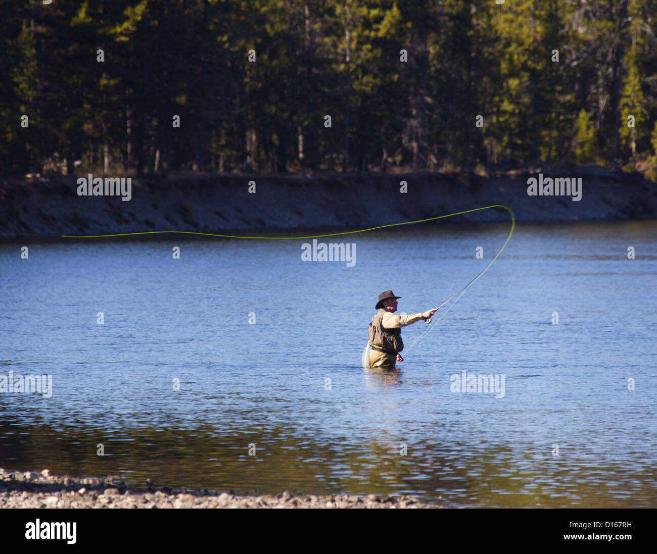 Fly Fishing in the Yellowstone National Park Stock Photo Alamy