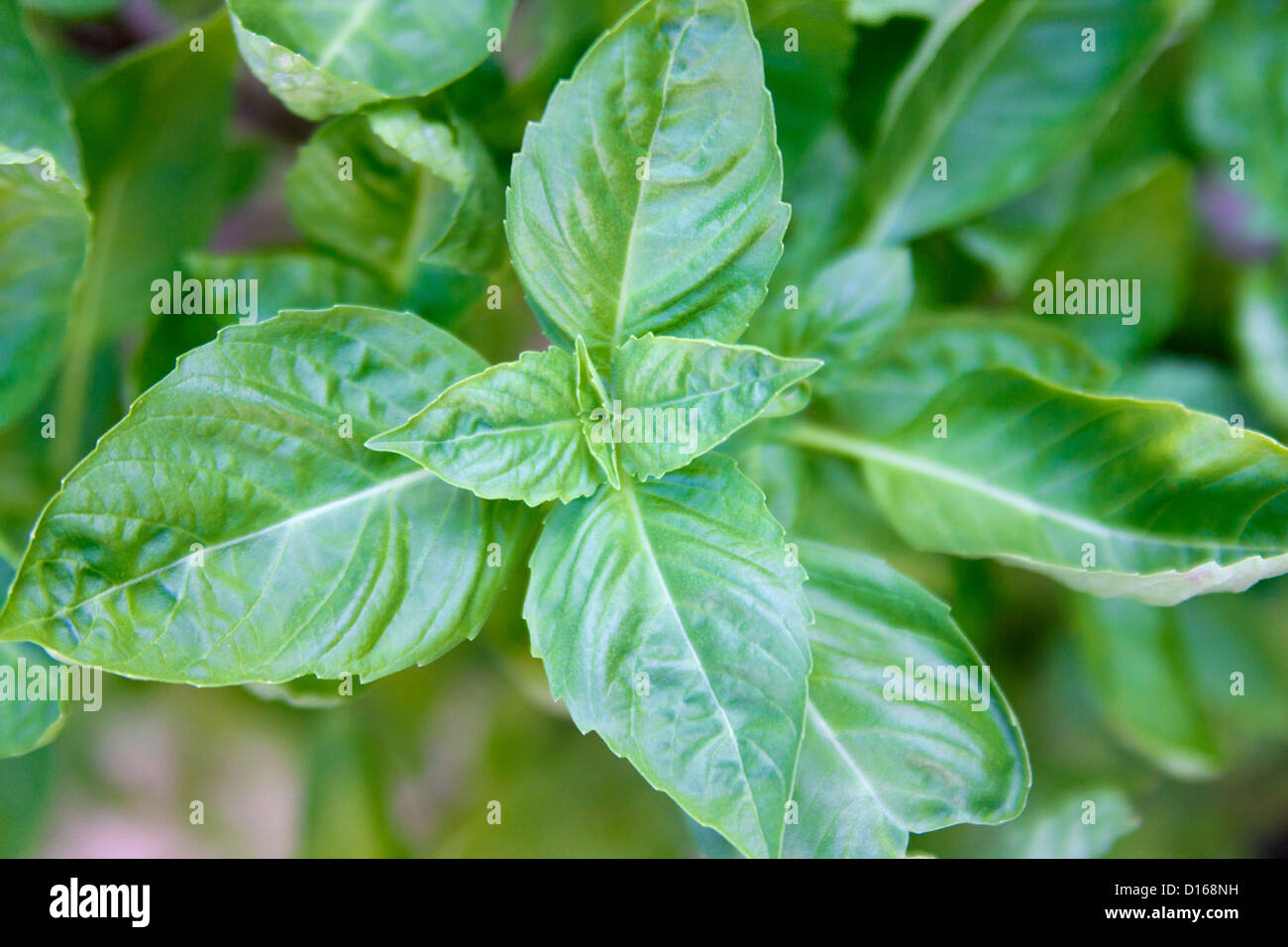 Basil leaf closeup Stock Photo Alamy