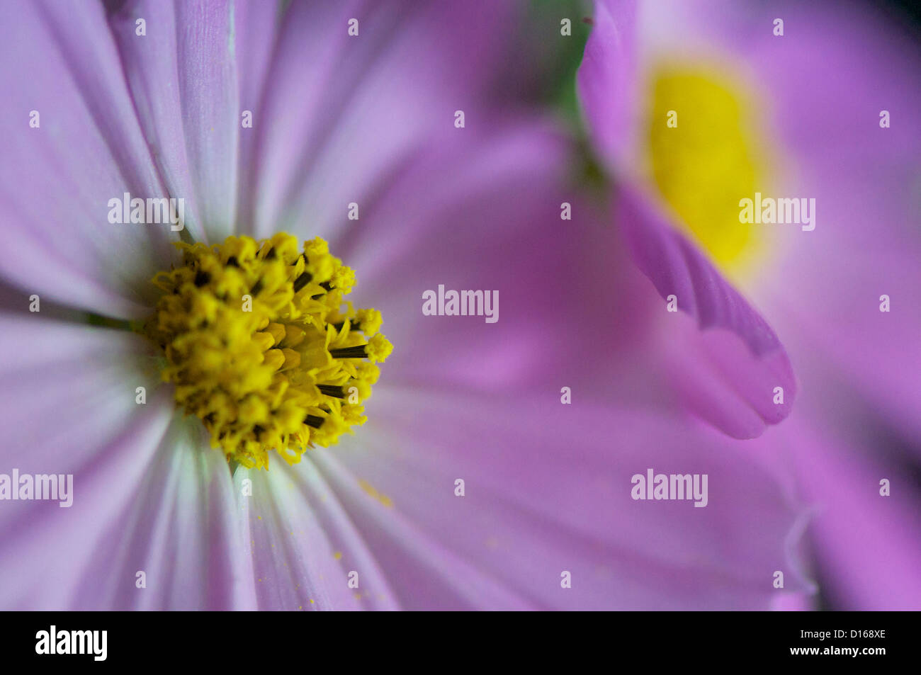 purple Cosmos bipinnatus shot with a close up lens Stock Photo - Alamy