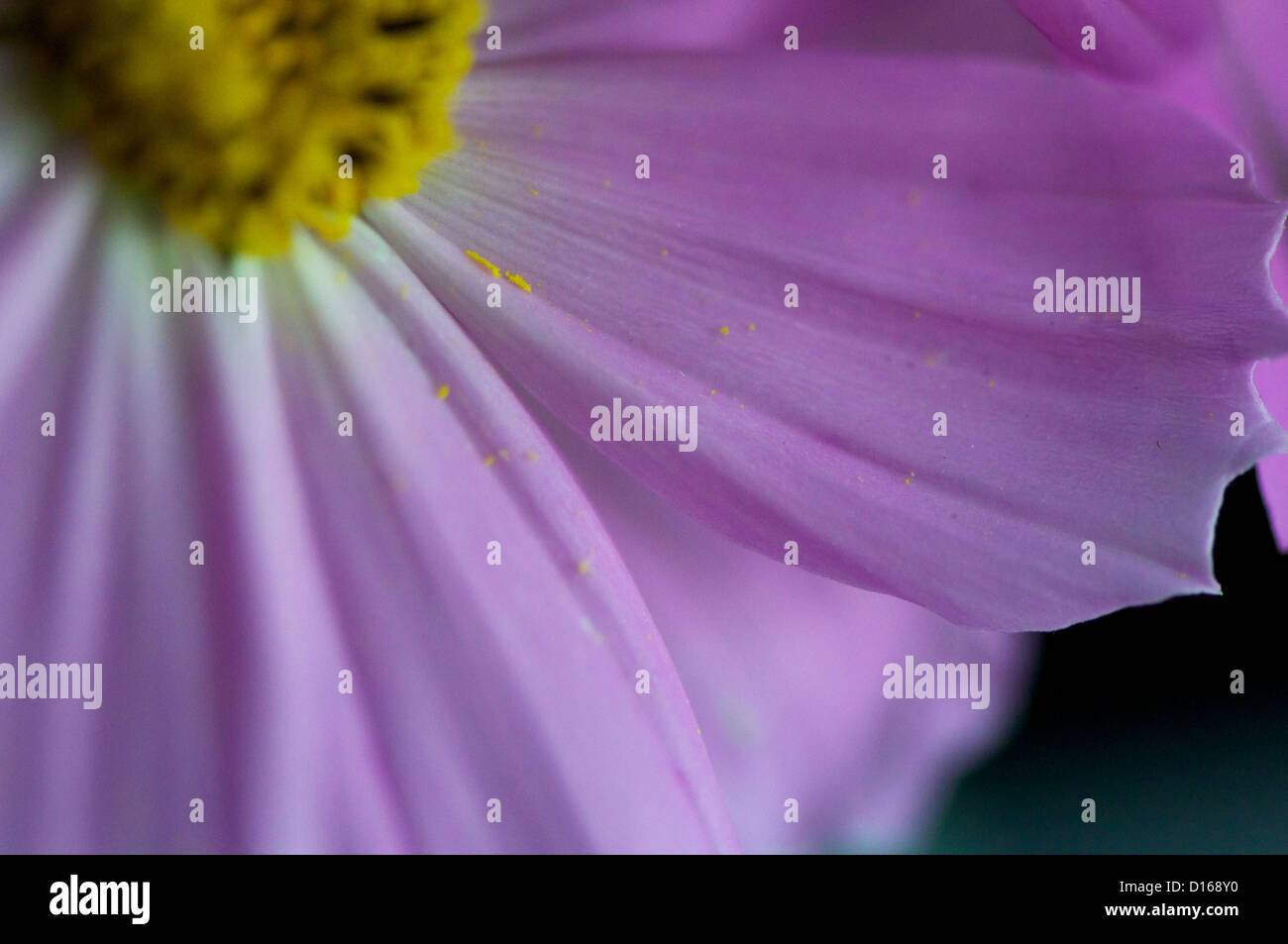 purple Cosmos bipinnatus shot with a close up lens Stock Photo - Alamy