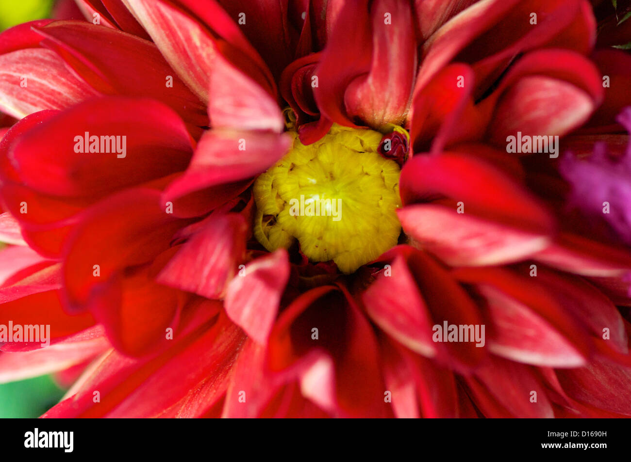 Abstract red dahlia close up looks like fire Stock Photo