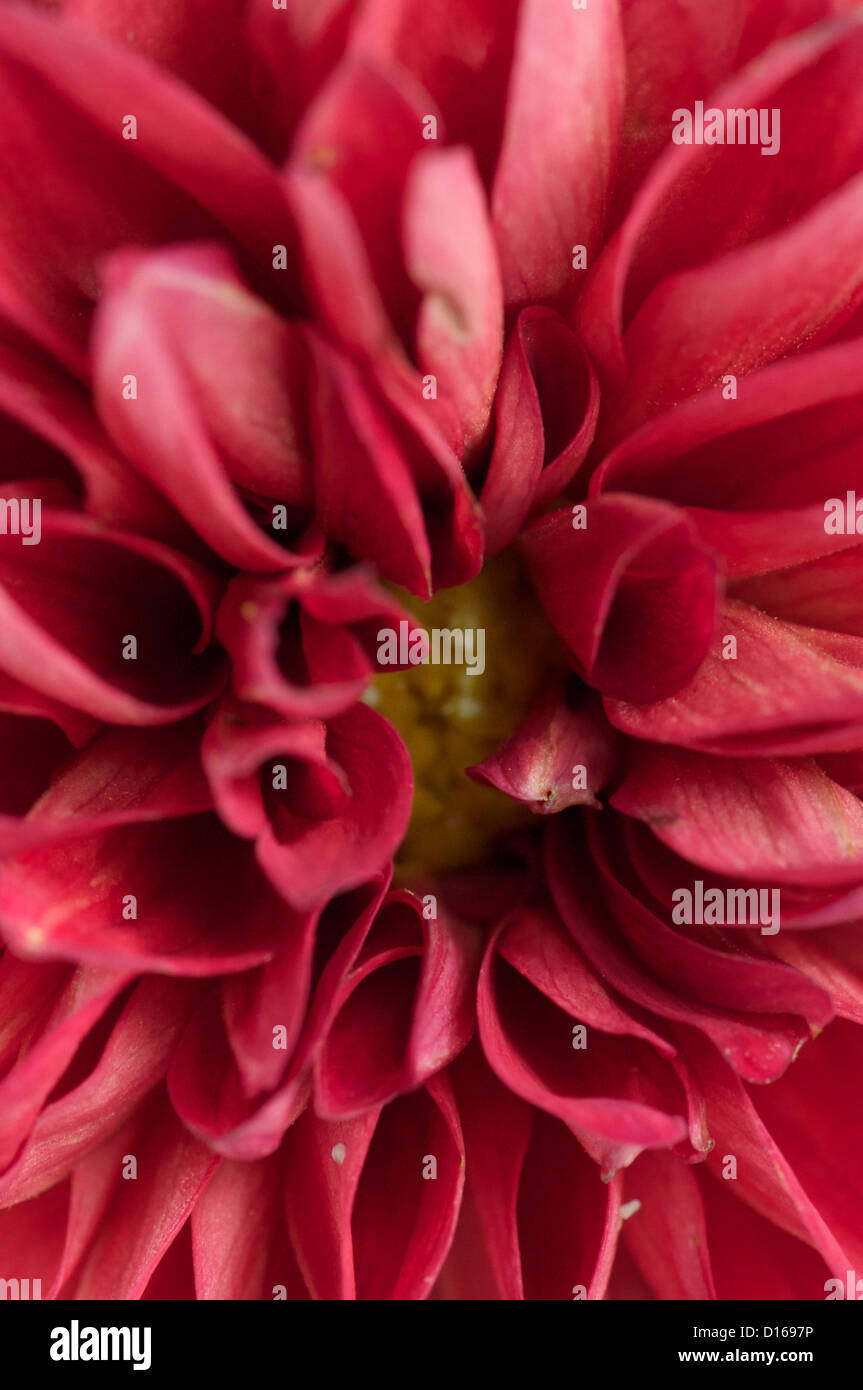 Abstract red dahlia close up looks like fire Stock Photo