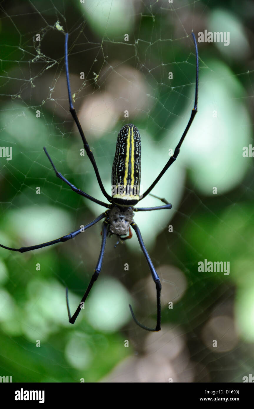 Golden Web Spider (Nephila pilipes Stock Photo - Alamy