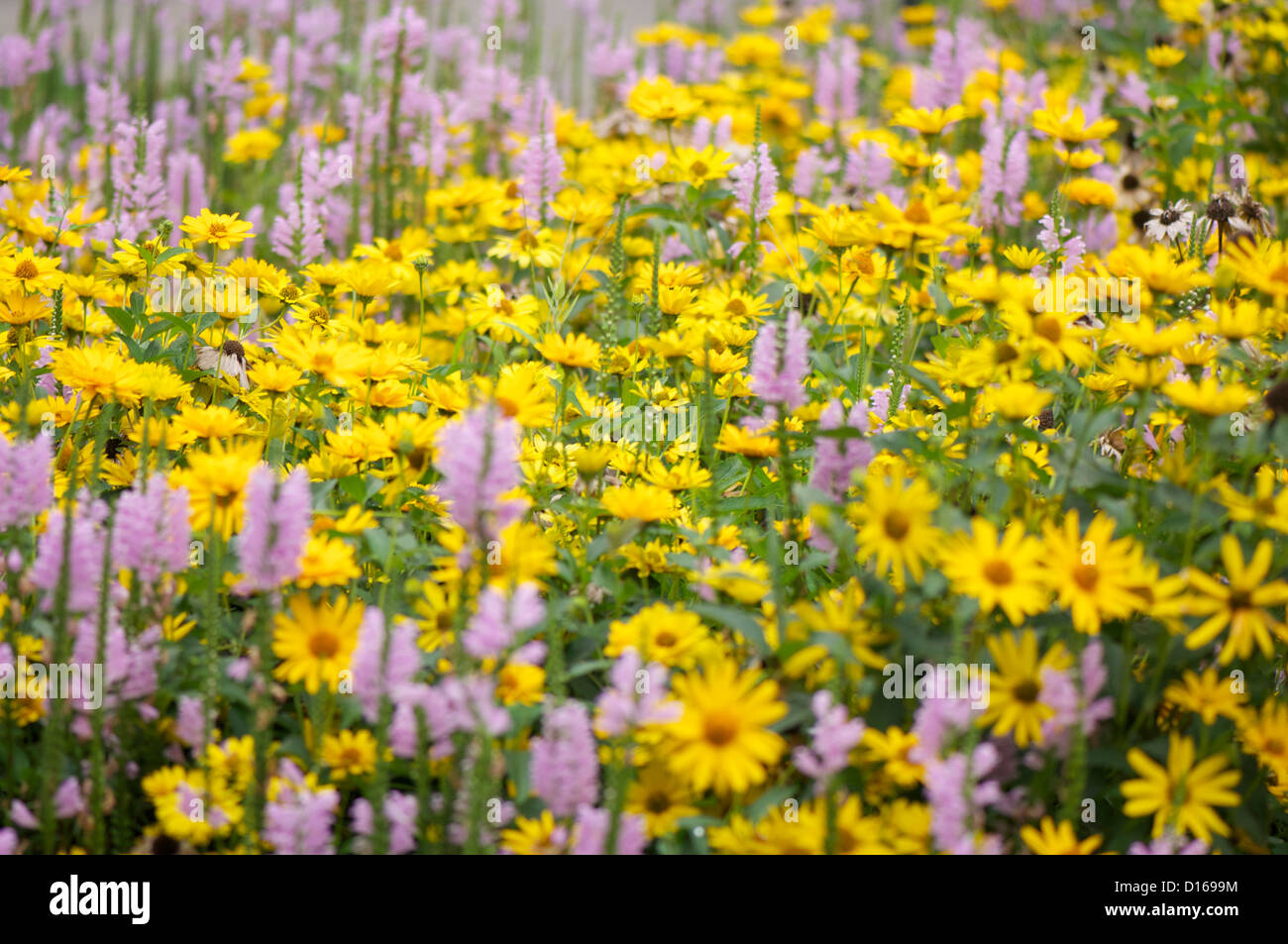 Flowers bed with various daisy, digitalis, and other autumn flowers, beautiful and colorful.  Stock Photo
