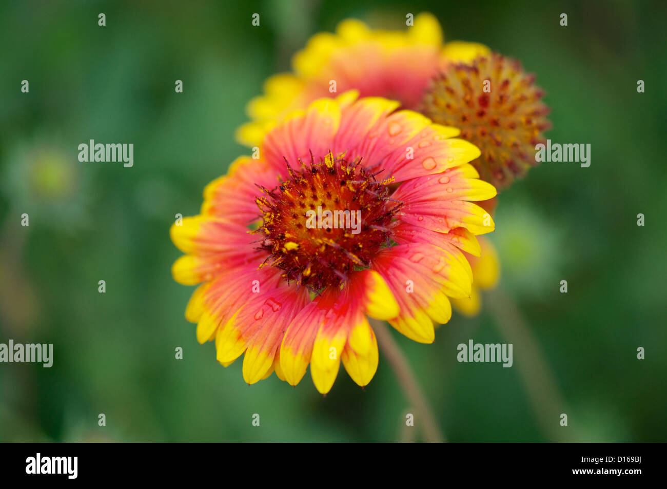 Flowers bed with various daisy, digitalis, and other autumn flowers, beautiful and colorful.  Stock Photo