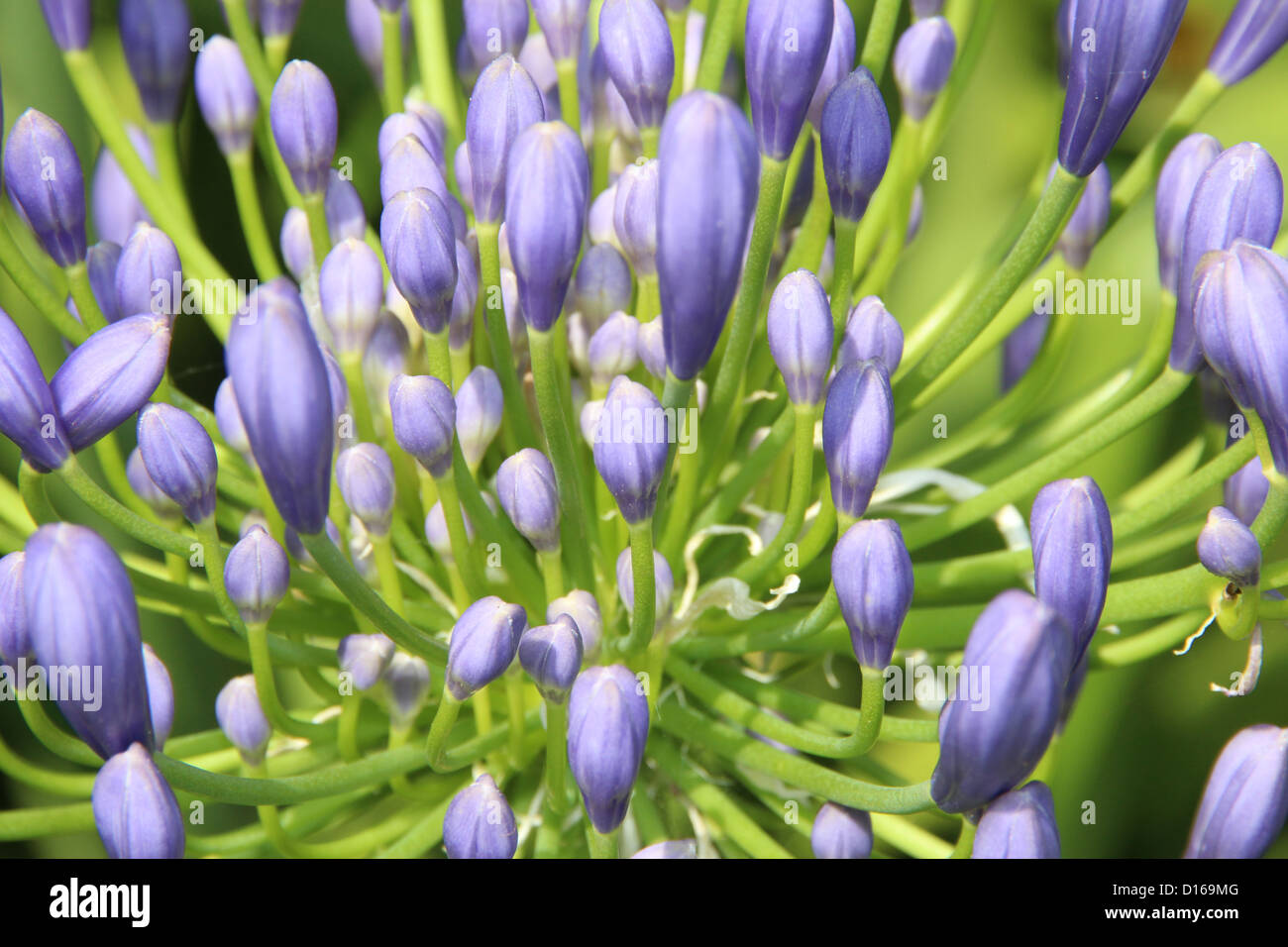 Agapanthus buds hi-res stock photography and images - Alamy