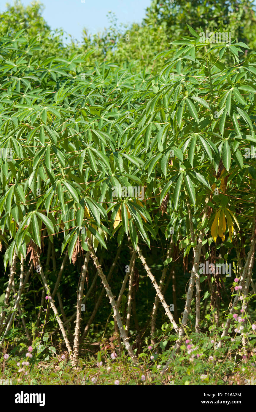 Plantation of Cassava or Manioc (Manihot esculenta), Cambodia Stock Photo