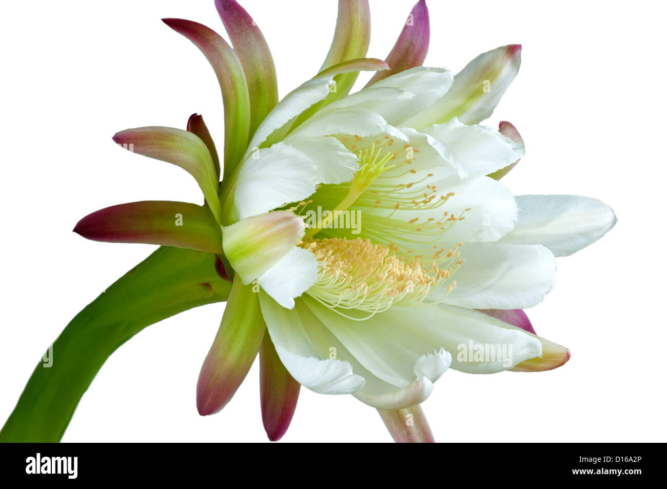 Flower of Peruvian Apple Cactus (Cereus peruviansis) Stock Photo