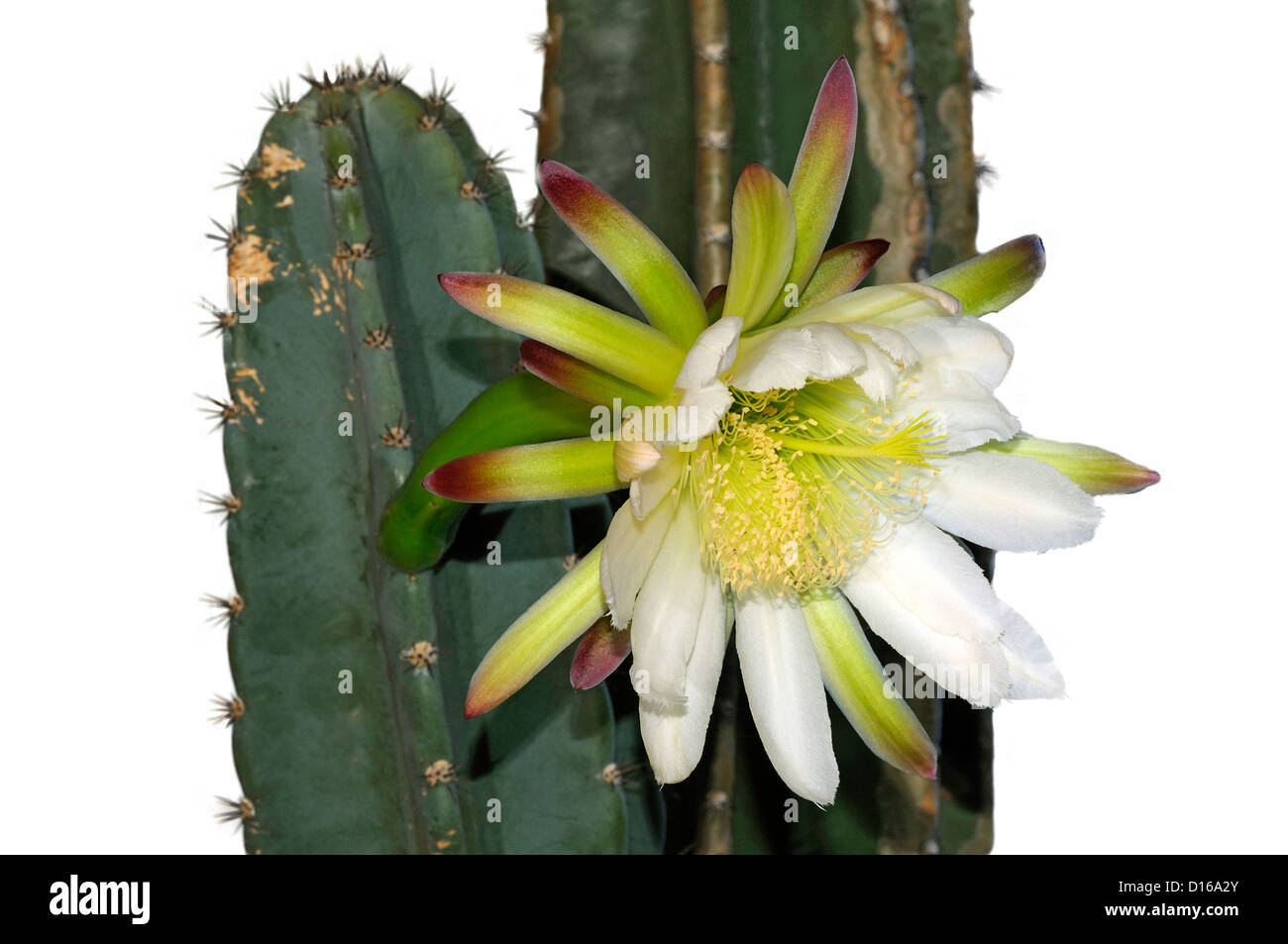 Flower of Peruvian Apple Cactus (Cereus peruviansis) Stock Photo