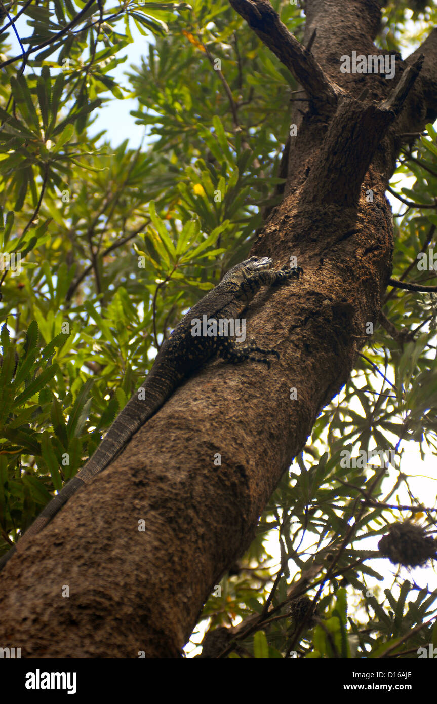 South Stradbroke Island, Queensland, Australia Stock Photo - Alamy