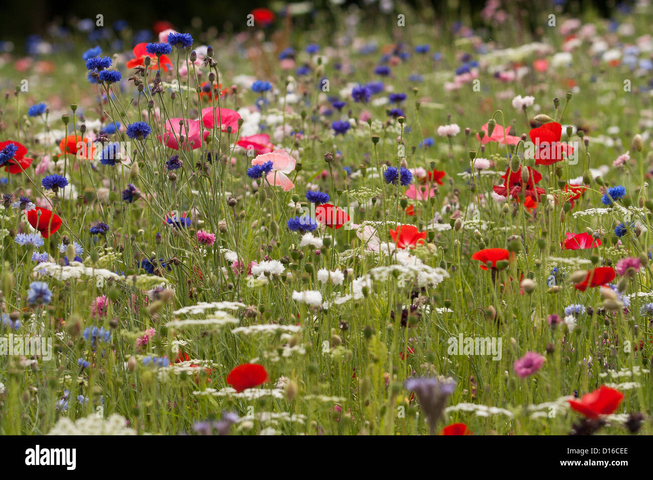 Meadow flowers hi-res stock photography and images - Alamy