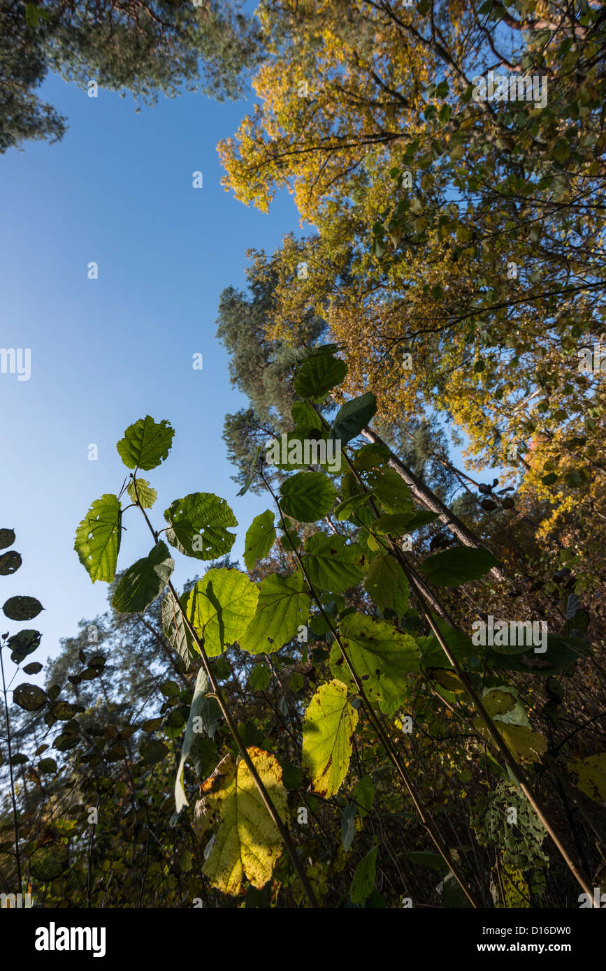 Around river Bug, Eastern Poland Stock Photo - Alamy