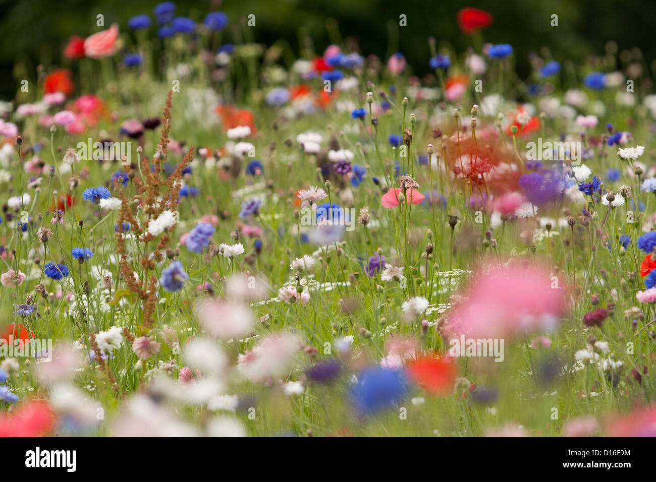 A field of wild flowers Stock Photo