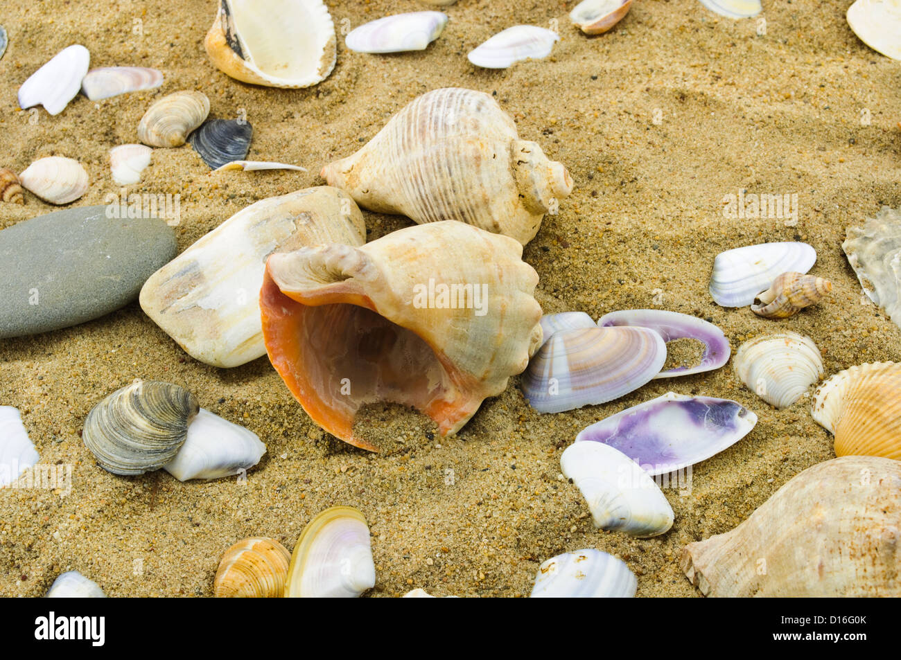 seashells on sand Stock Photo