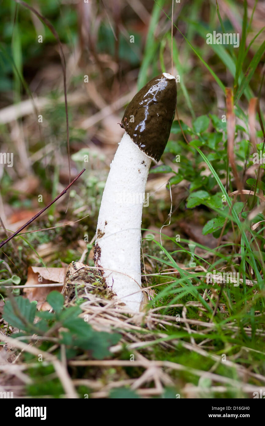 common stinkhorn - wood witch - powerful smell Stock Photo